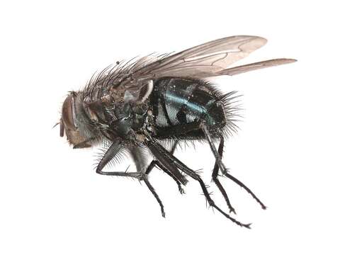 Image of Blue blowfly