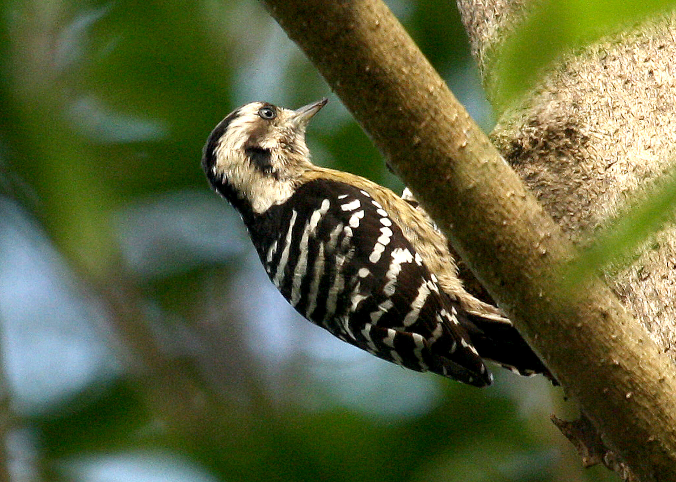 Image of Dendrocopos canicapillus