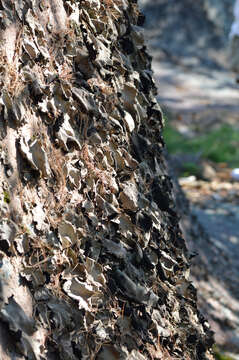 Image of navel lichen