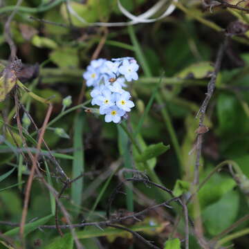 Image of Azores forget-me-not