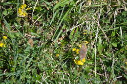 Image of dingy skipper