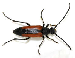 Image of Black-striped Longhorn Beetle