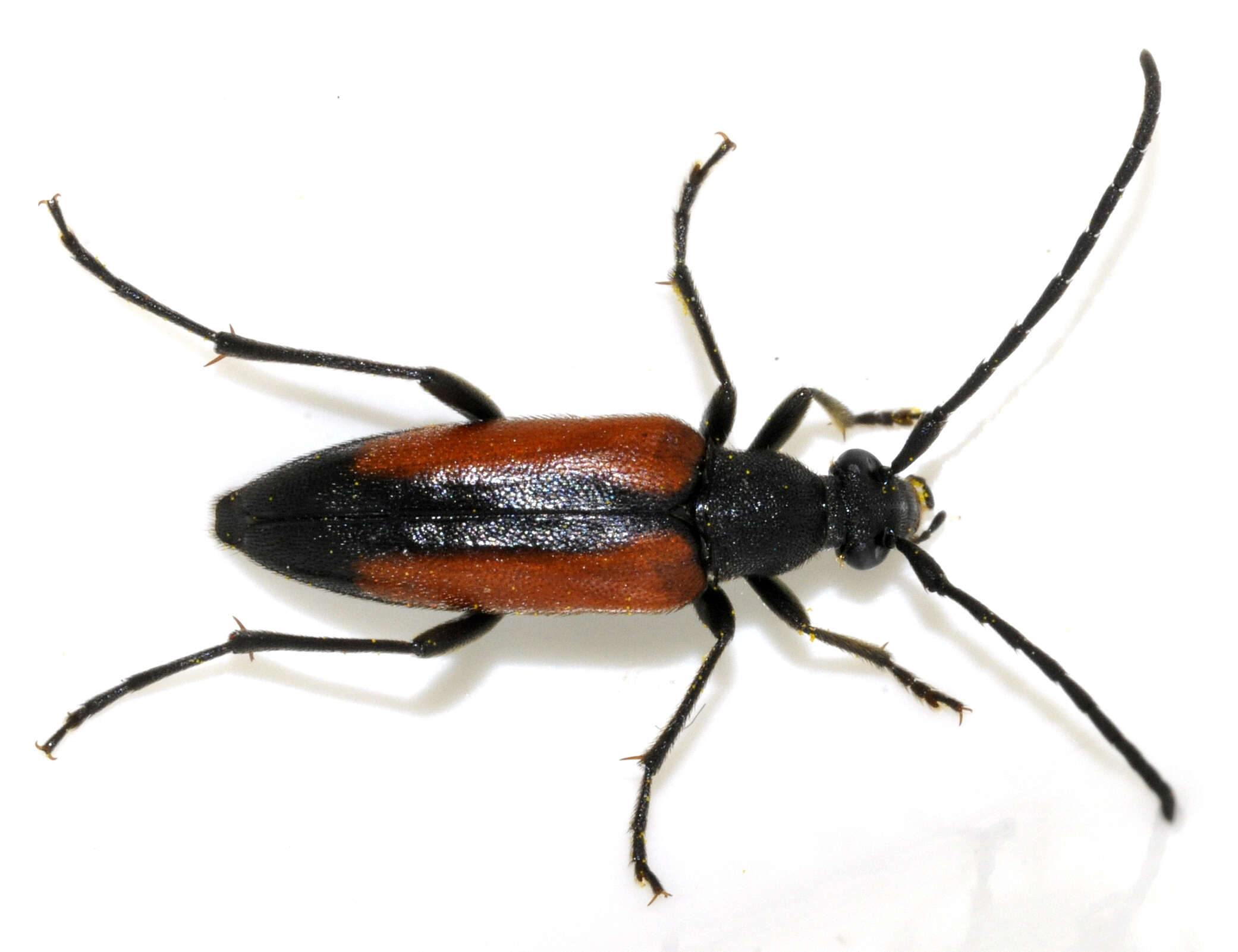 Image of Black-striped Longhorn Beetle