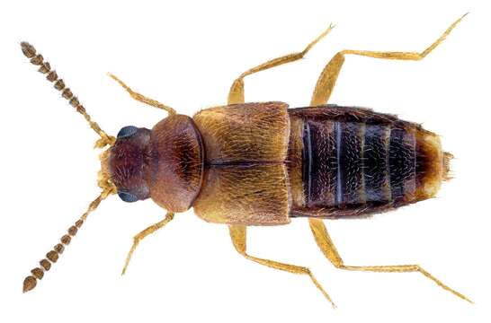 Image of Agaricochara