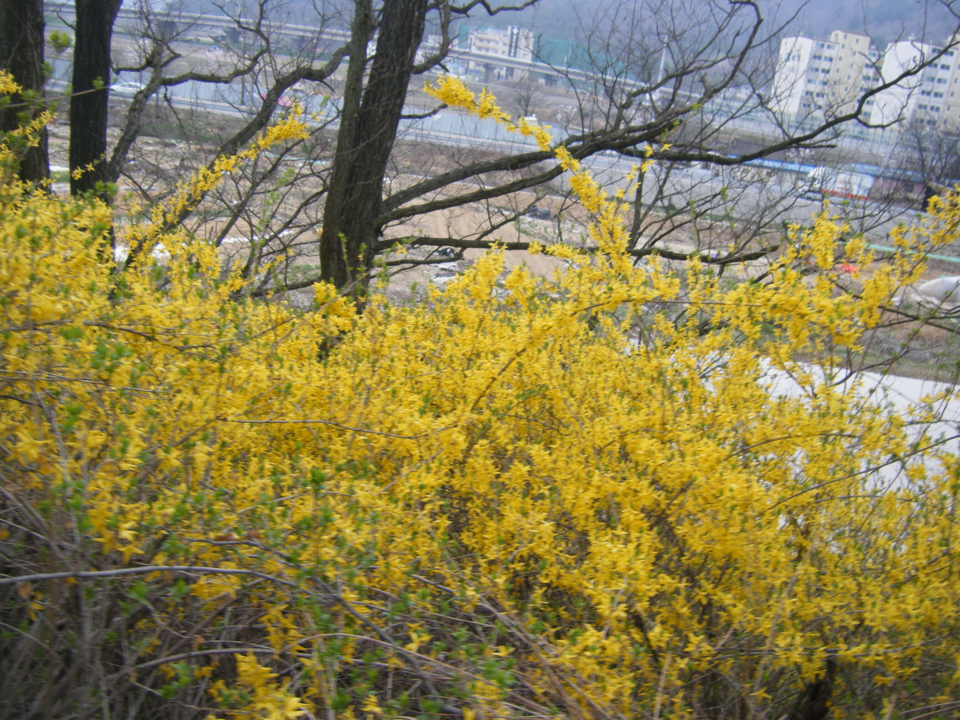 Image of Korean goldenbell tree
