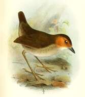 Image of Rufous-faced Antpitta