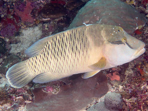 Image of Giant Wrasse