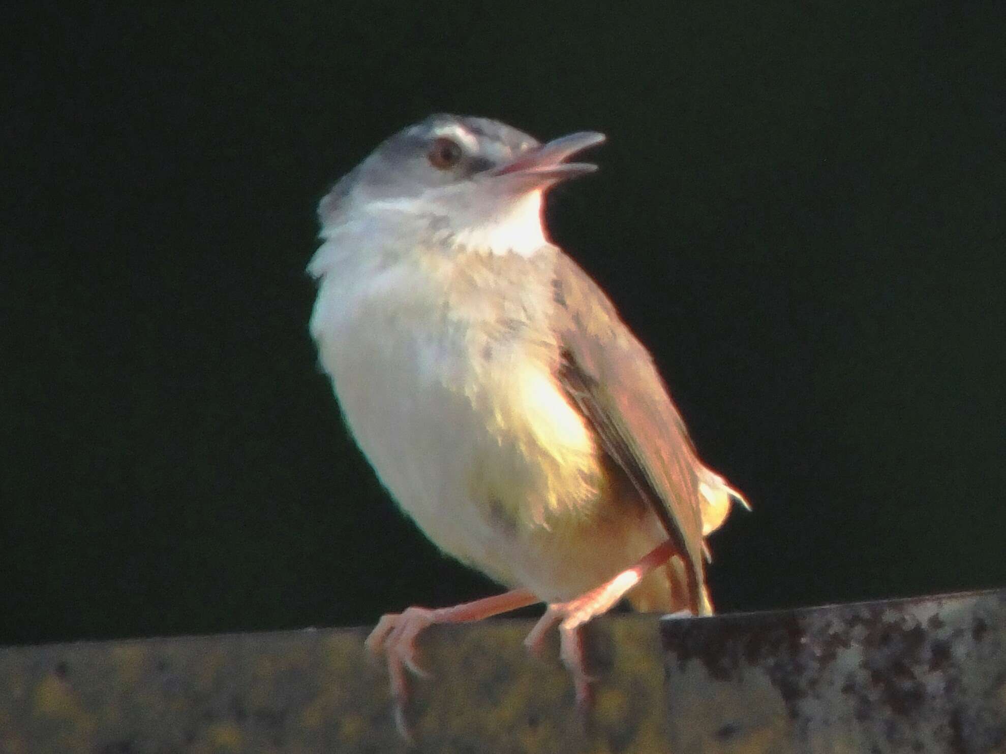 Prinia flaviventris (Delessert 1840) resmi