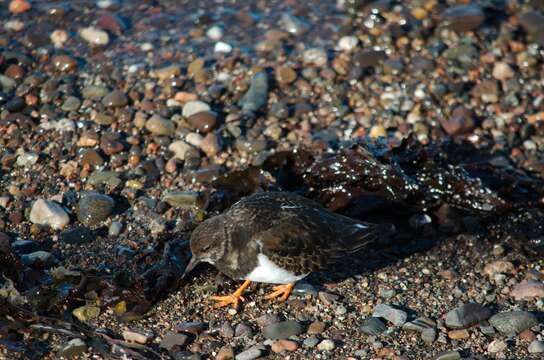 Image of Ruddy Turnstone