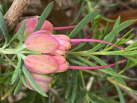 Homoranthus porteri (C. White) L. A. Craven & S. R. Jones的圖片