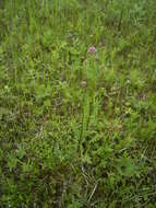 Image of marsh valerian