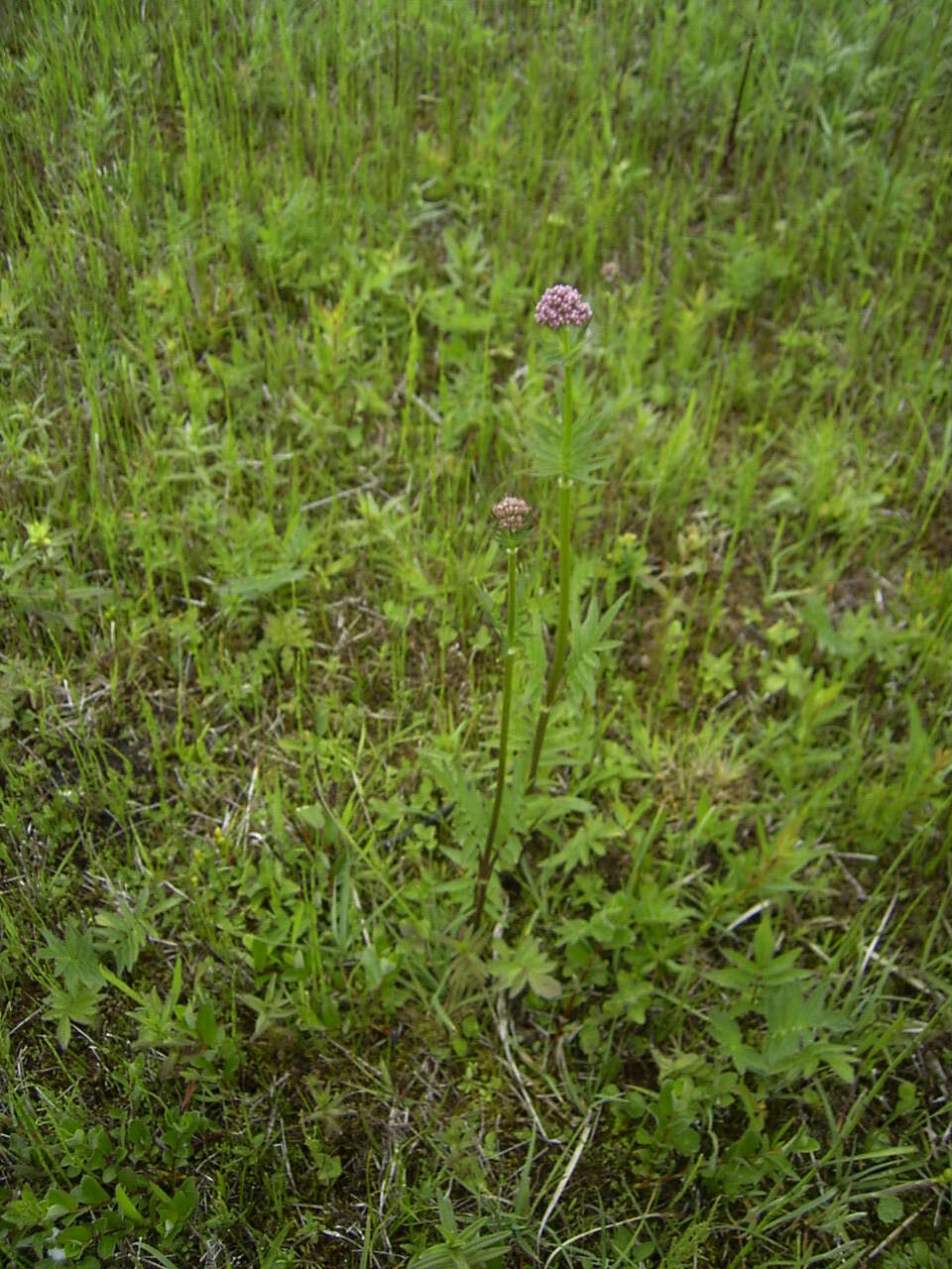 Image of marsh valerian