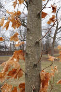 Image of sugar maple