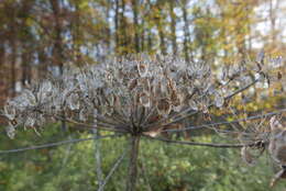 Imagem de Heracleum sosnowskyi Manden.