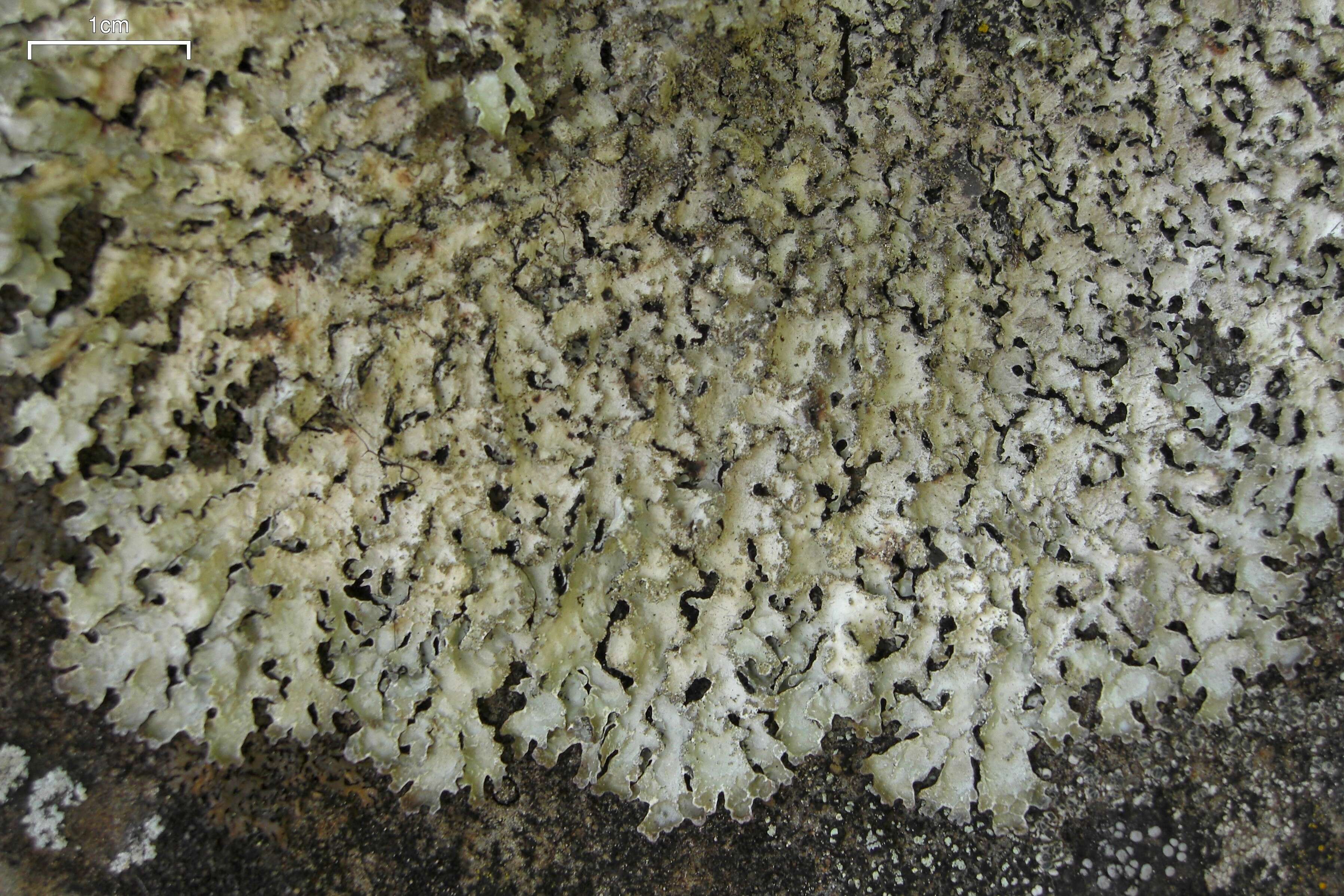 Image of shield lichen