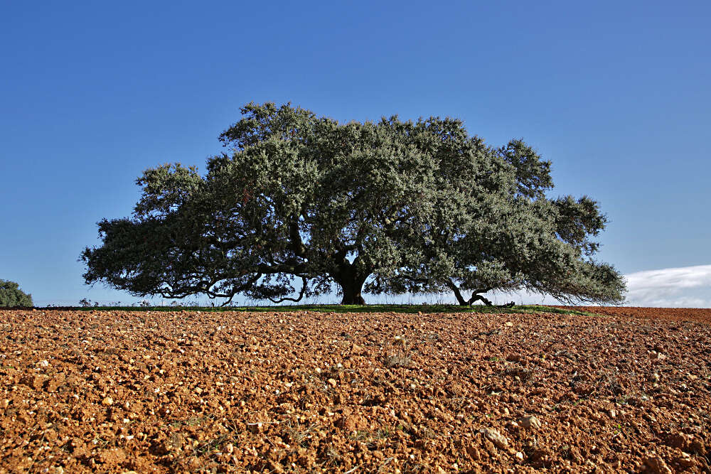 Image of Evergreen Oak