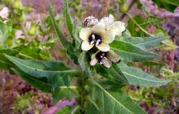 Image of black henbane