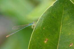 Imagem de Agriocnemis pygmaea (Rambur 1842)