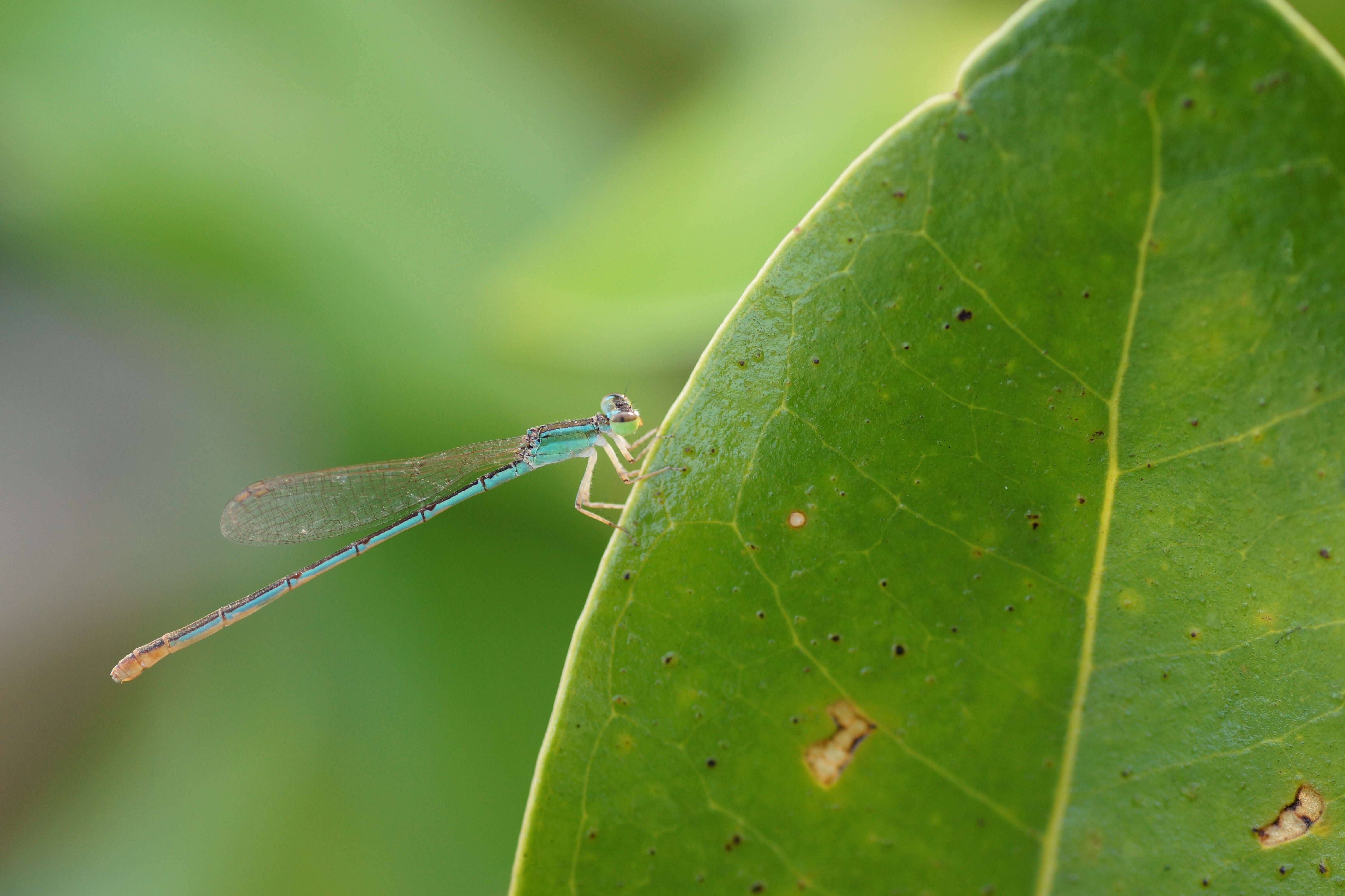 Imagem de Agriocnemis pygmaea (Rambur 1842)