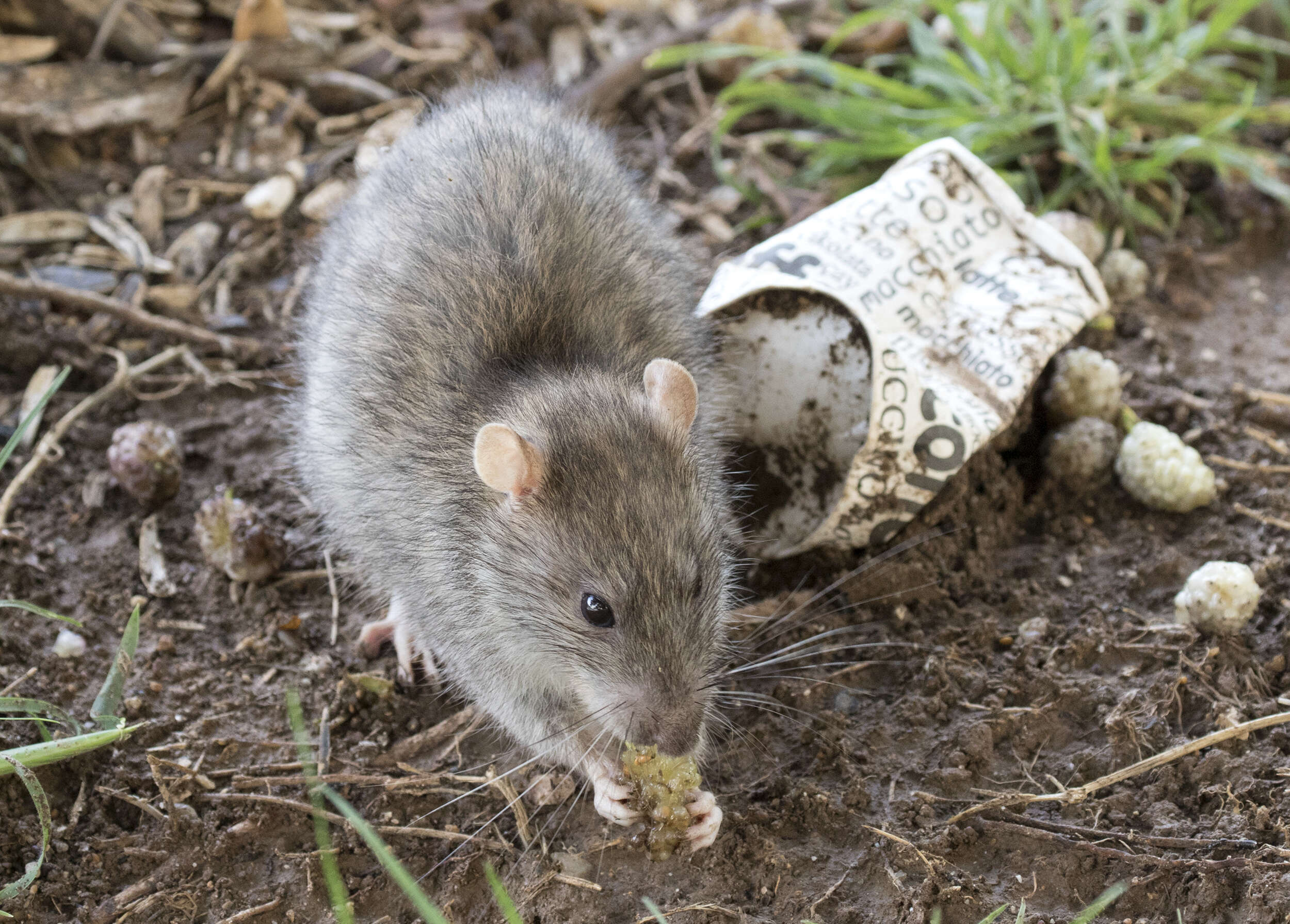 Image of Brown Rat