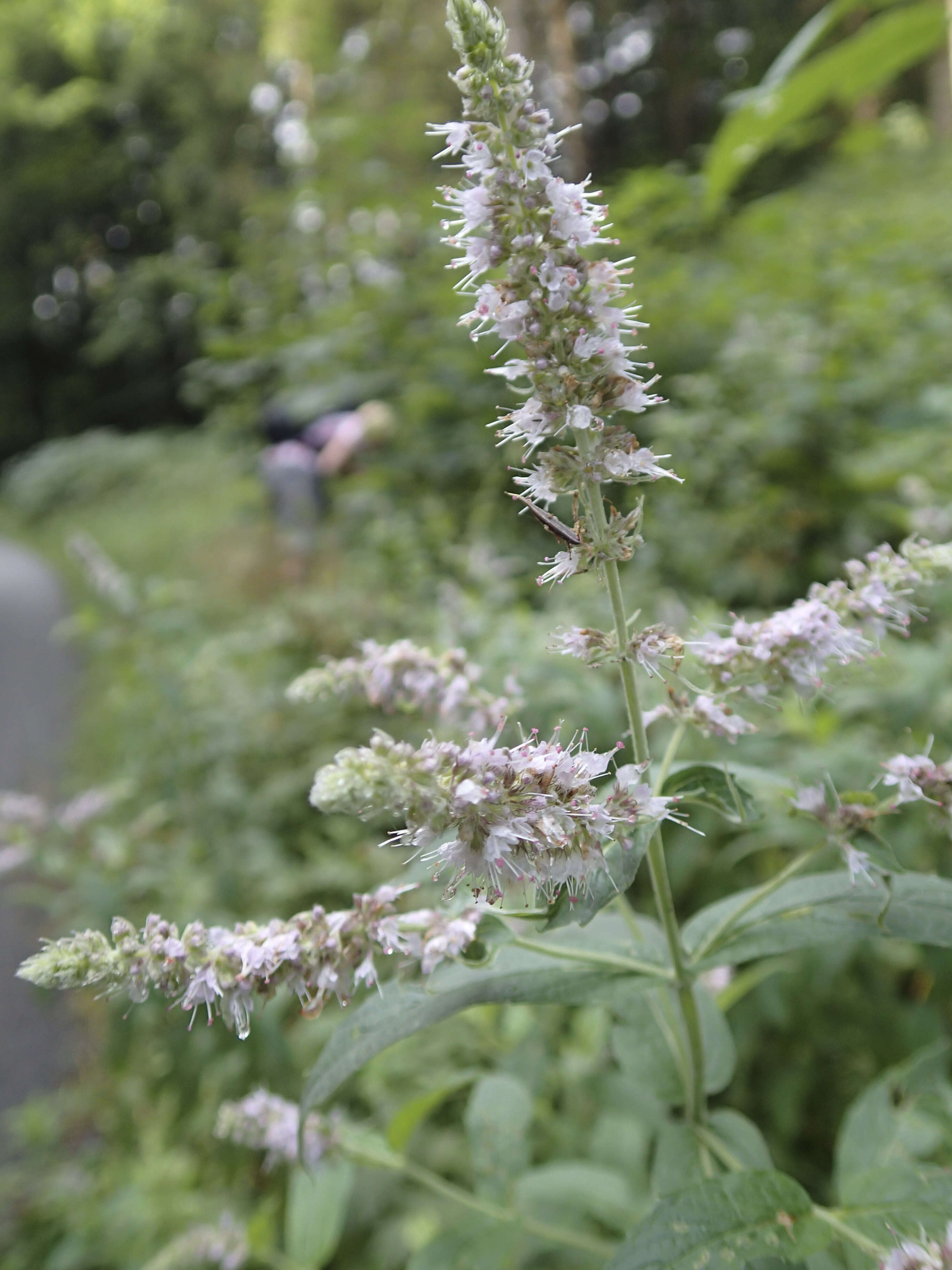 Image of Horse Mint