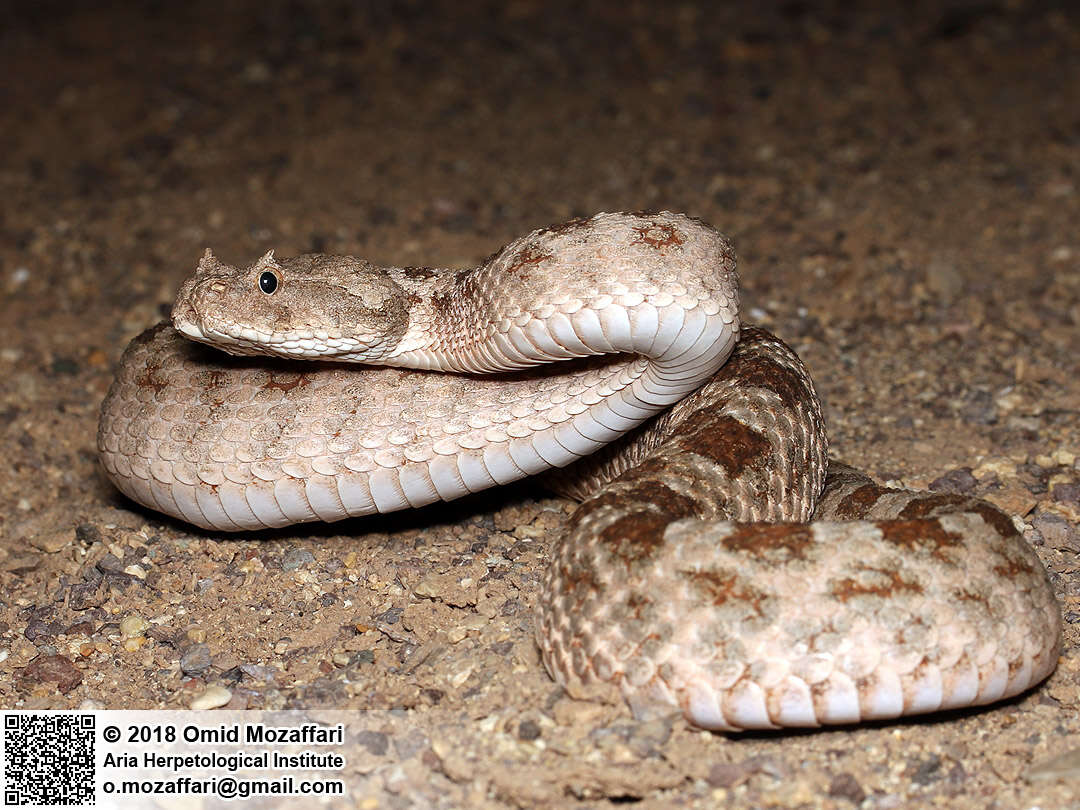 Image of Perisan Horned Viper