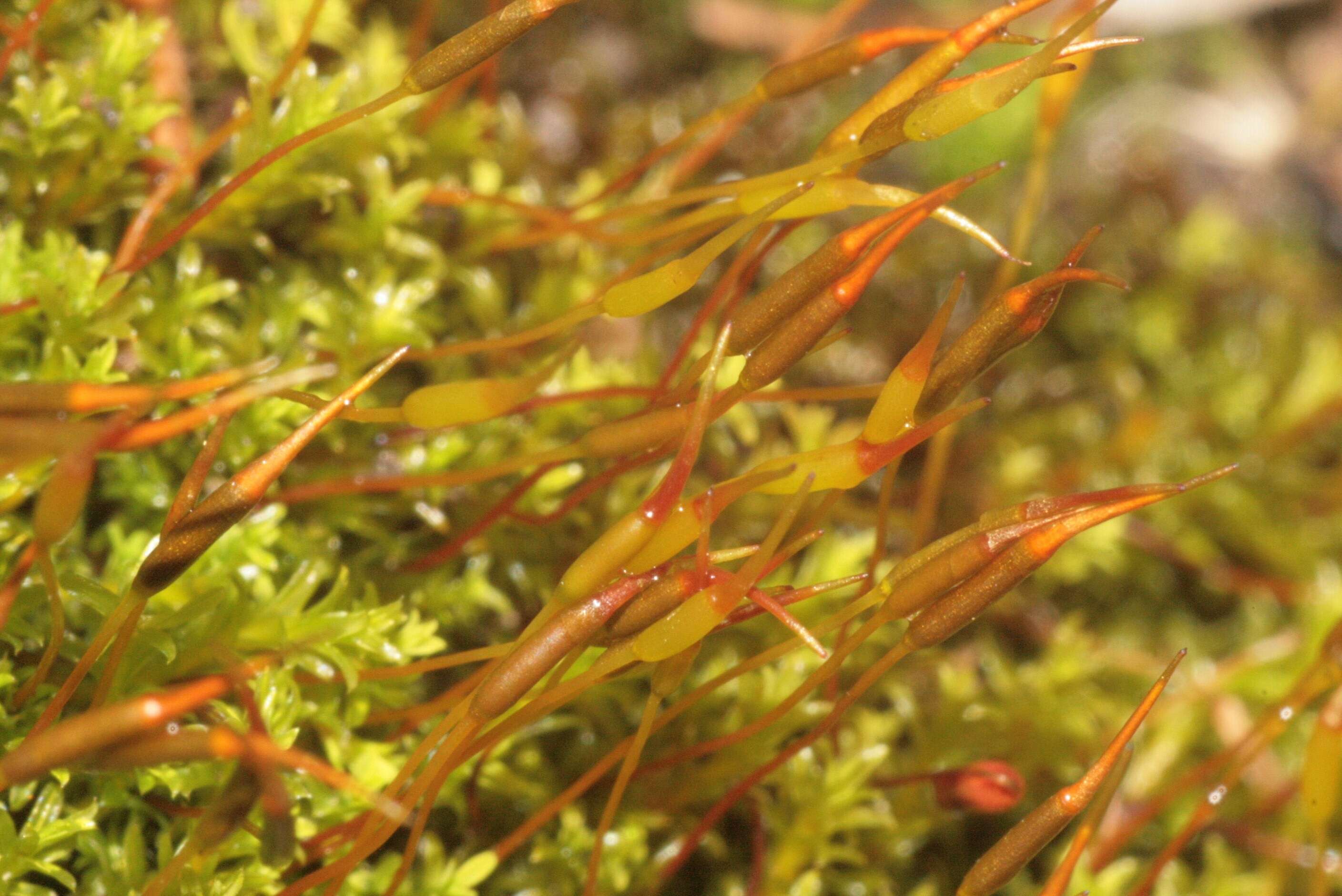 Image of barbula moss