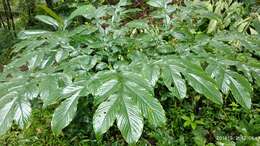 Imagem de Amorphophallus sylvaticus (Roxb.) Kunth