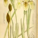 Image of Iris wilsonii C. H. Wright