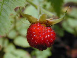 Image of West Indian raspberry