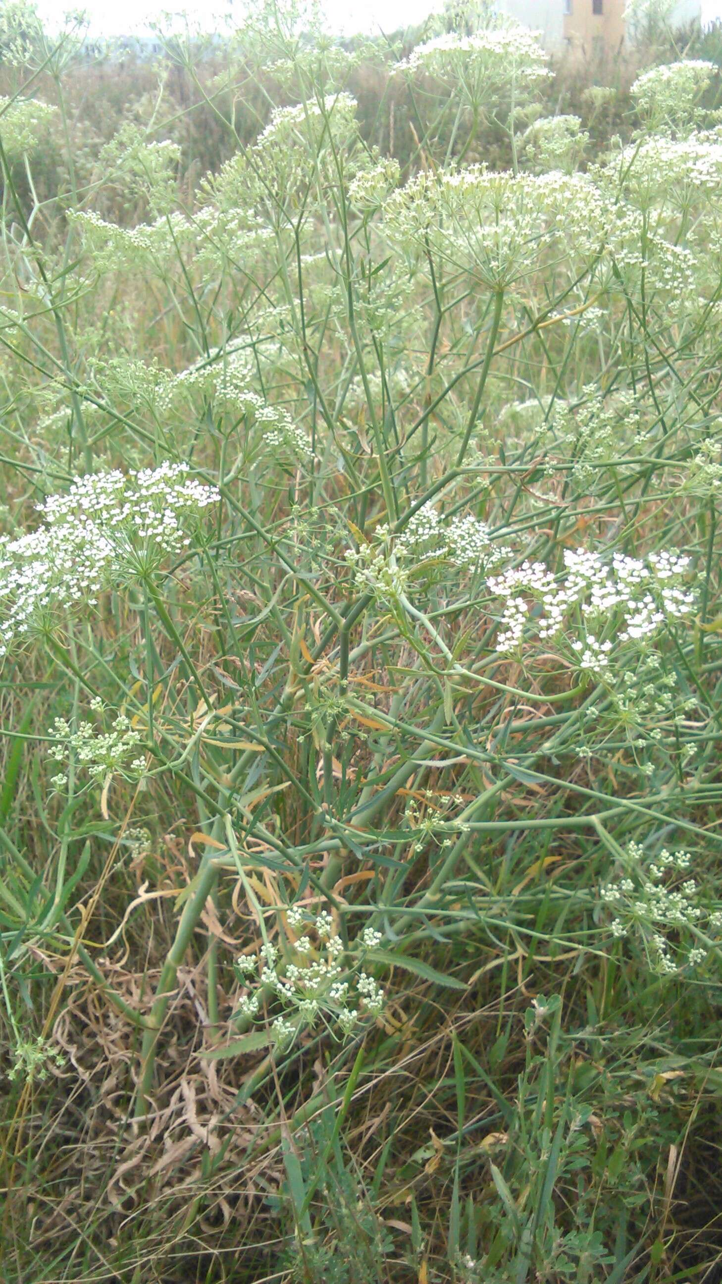 Image of longleaf