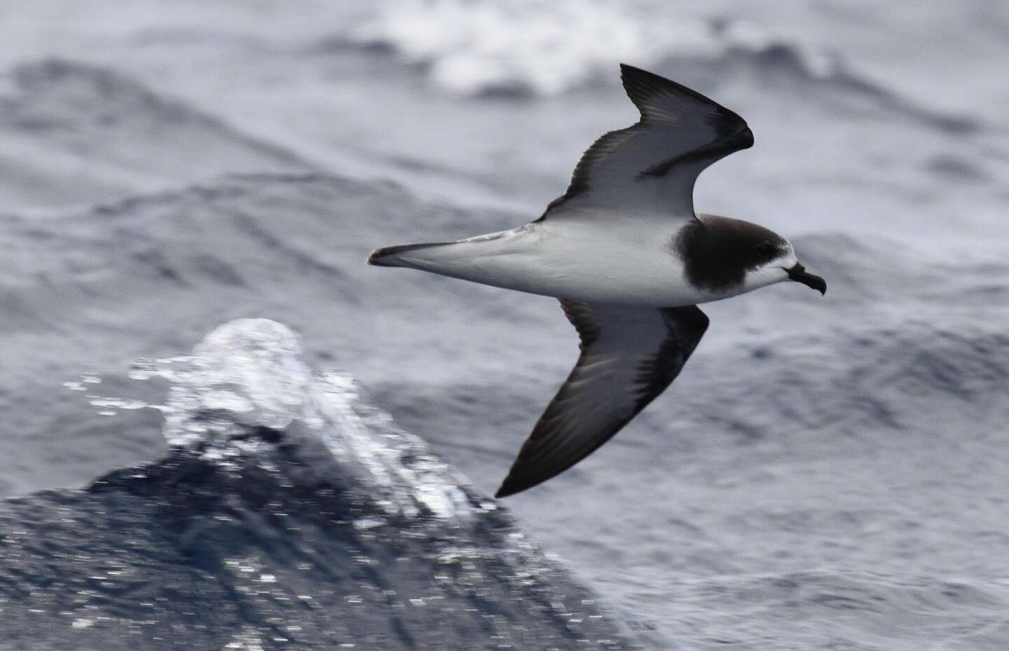 Image of Collared Petrel