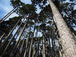 Image of Taiwan Fir