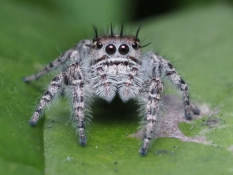 Image of Phidippus putnami (Peckham & Peckham 1883)