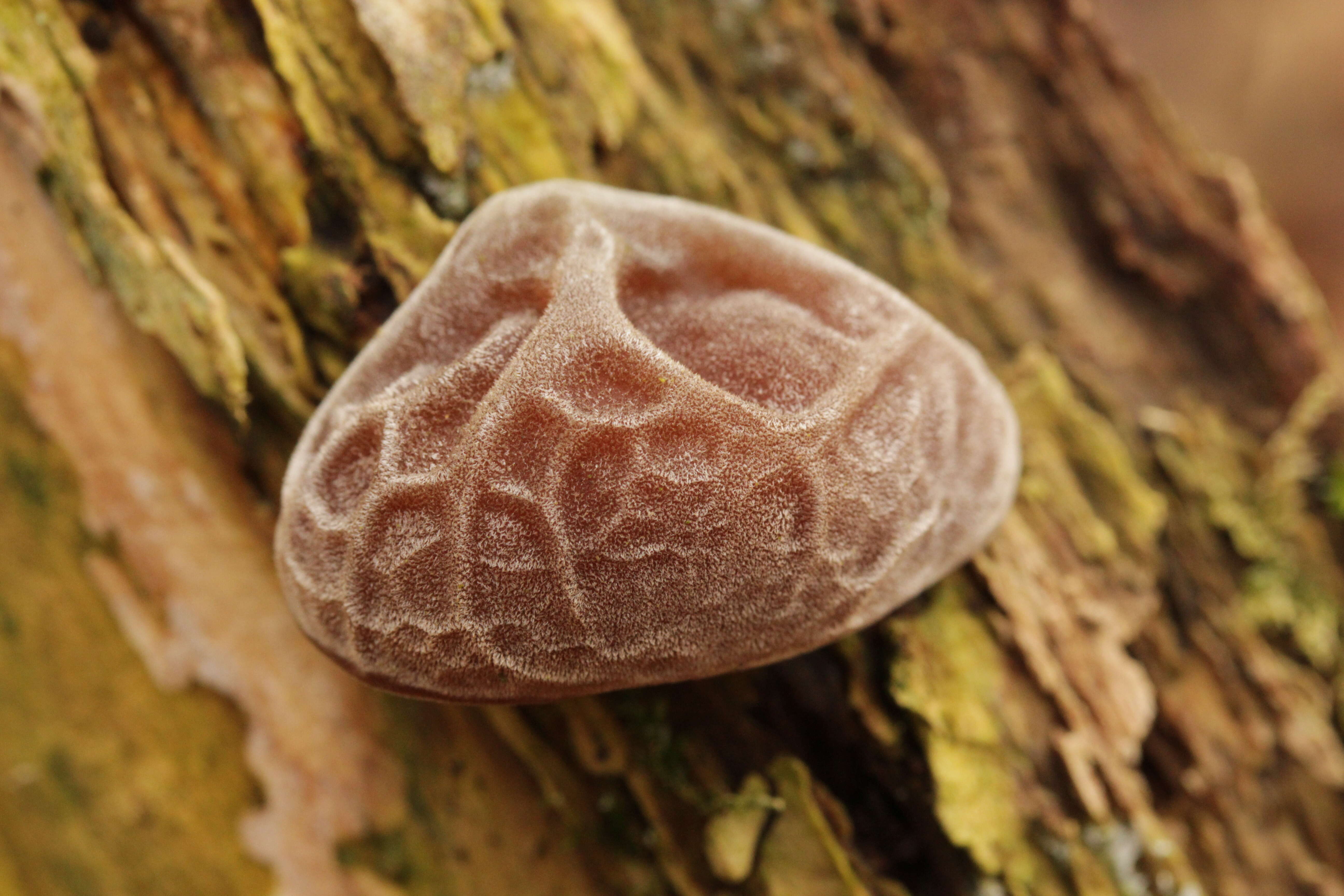 Image of ear fungus