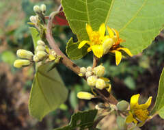 Sivun Grewia tiliifolia Vahl kuva