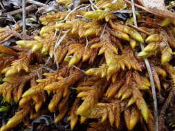 Image of rhytidium moss