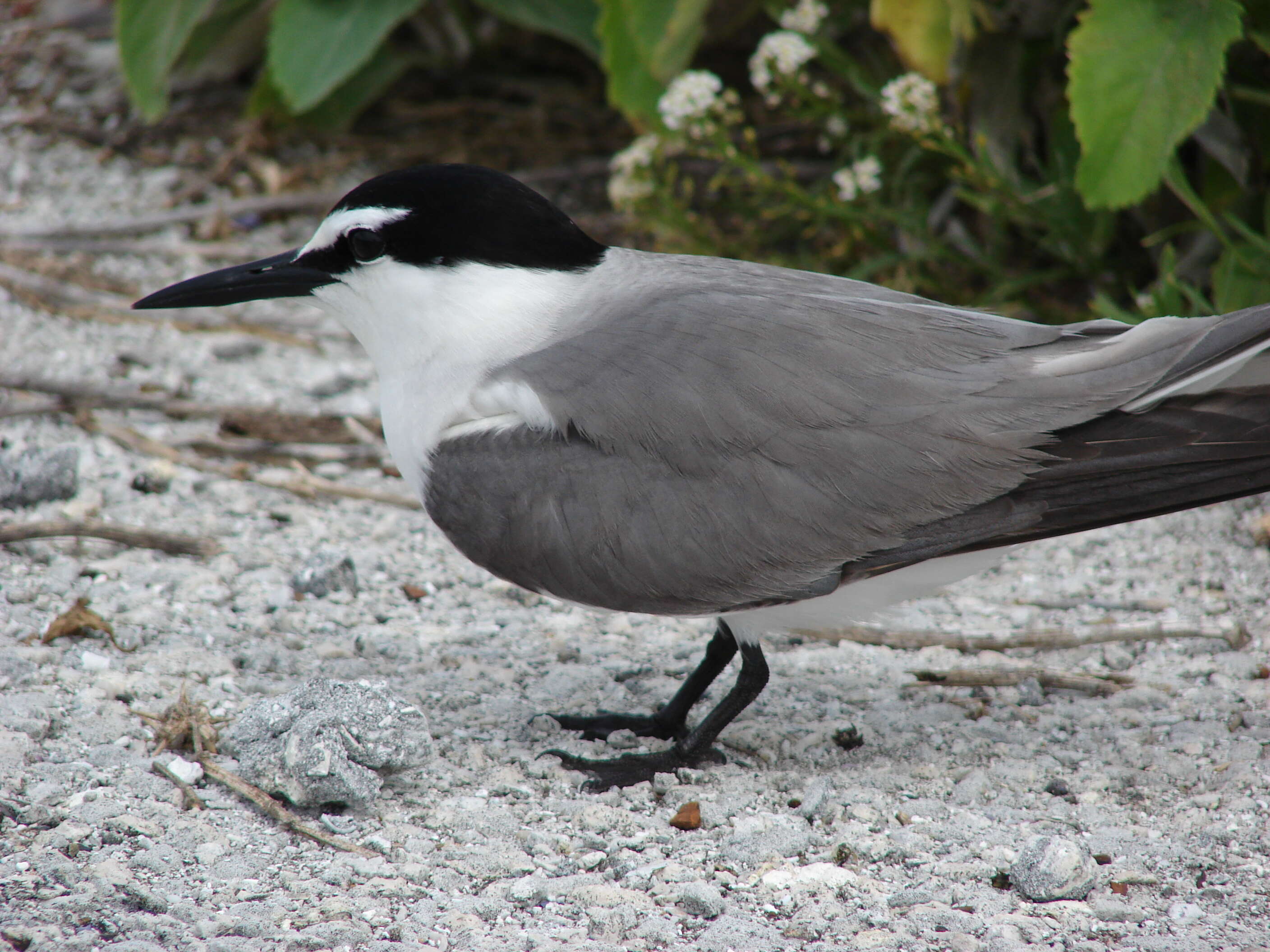 Image of Gray-backed Tern