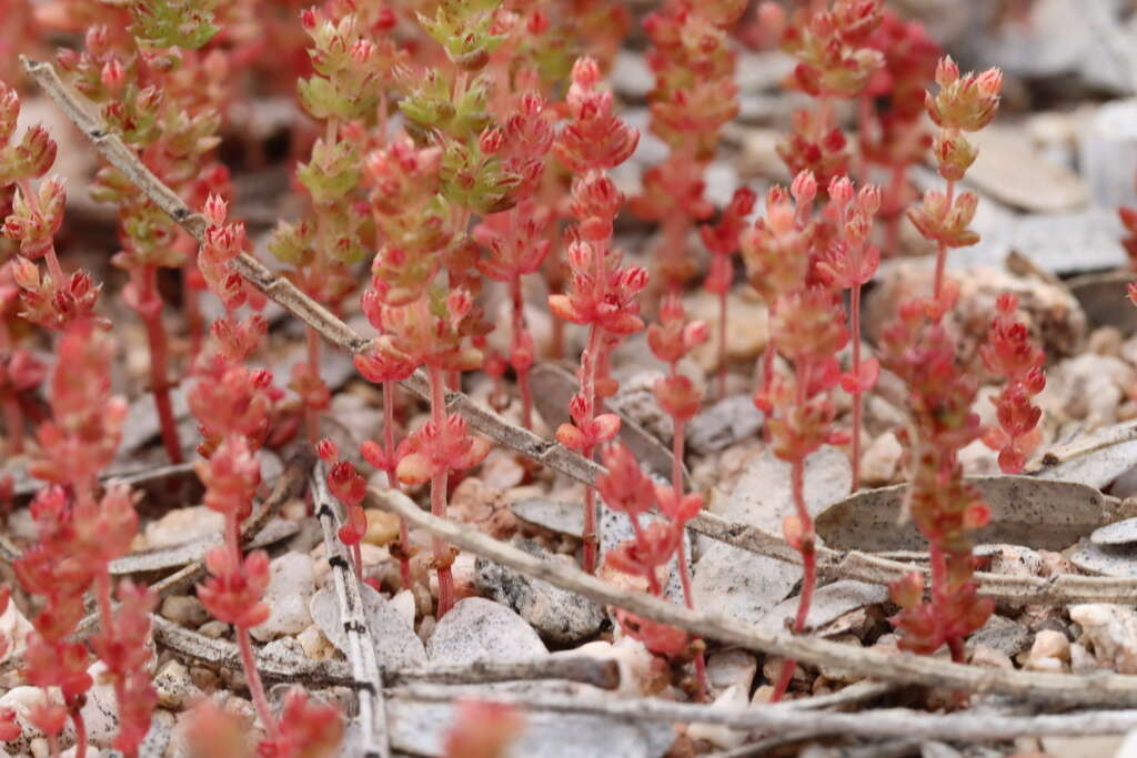 Image of sand pygmyweed