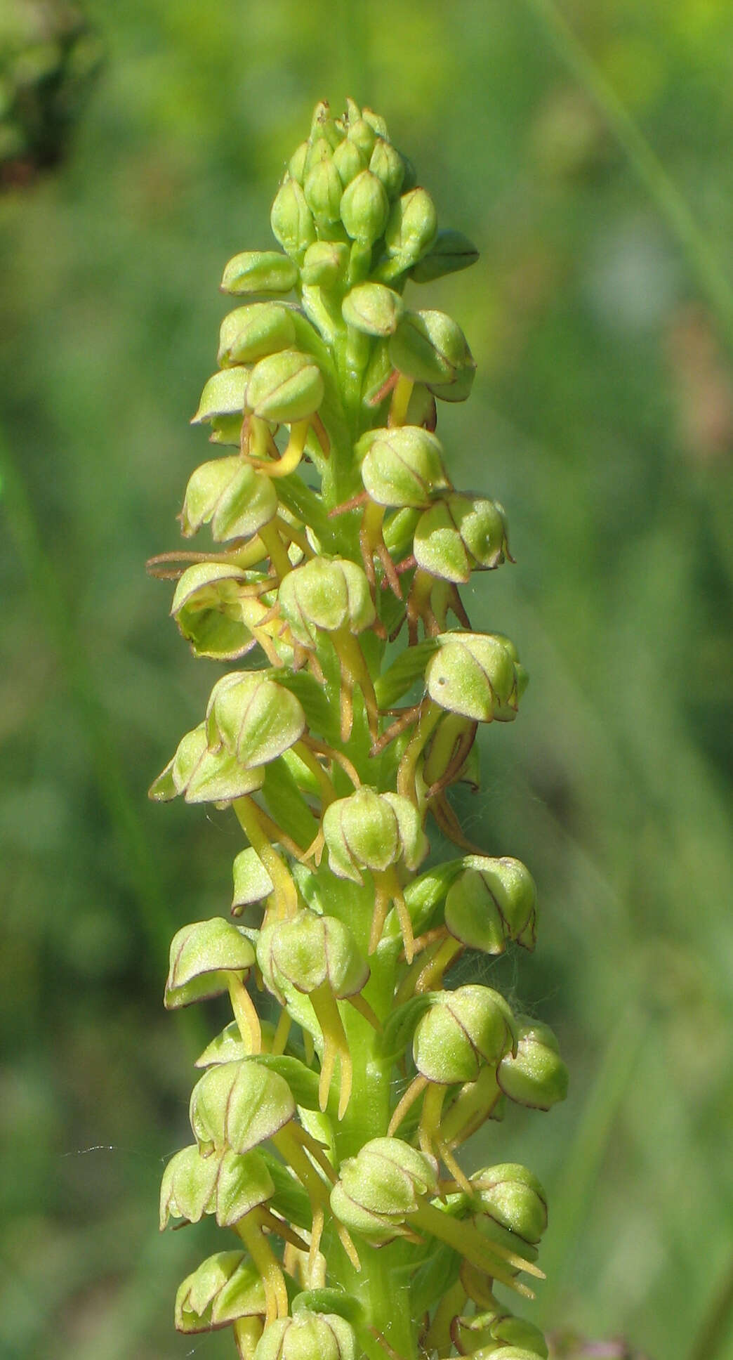 Image of Man orchid