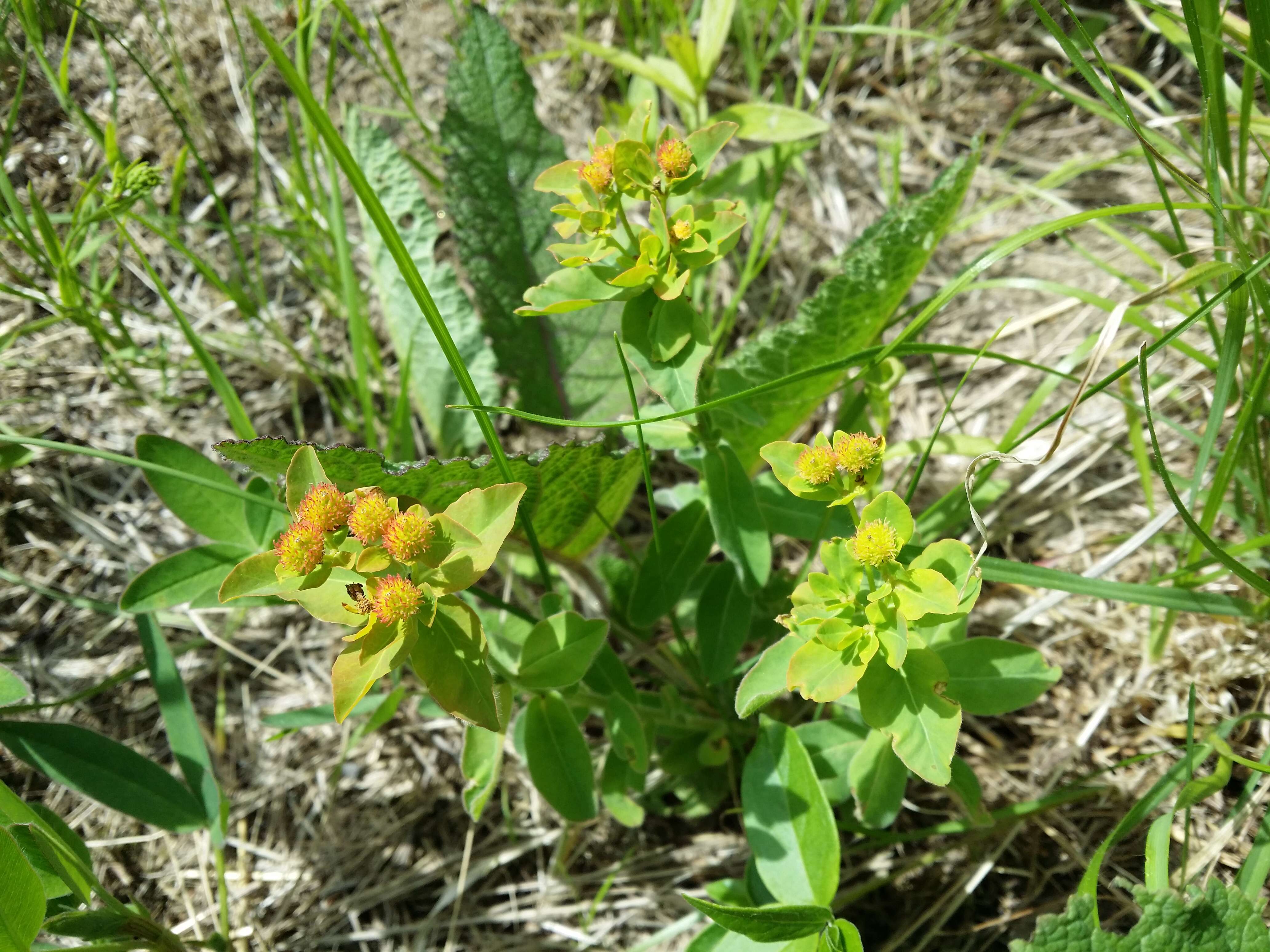 Euphorbia epithymoides L. resmi