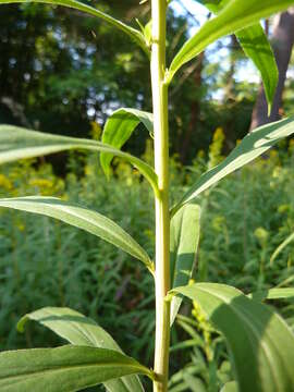 Imagem de Solidago gigantea Ait.