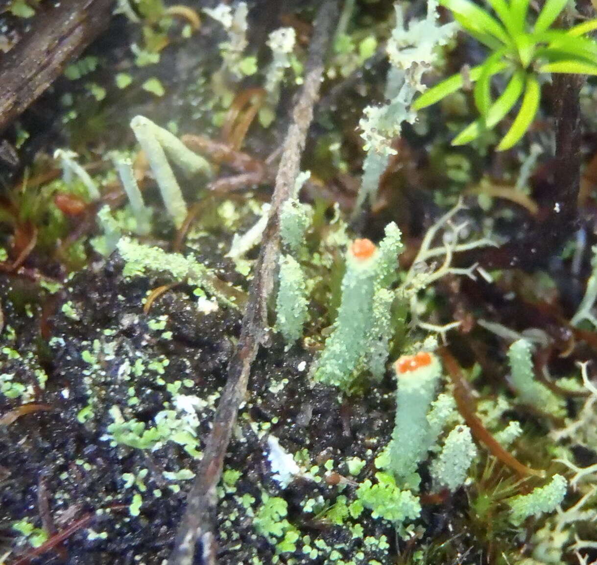 Image of Cladonia macilenta