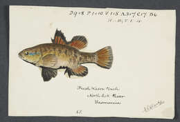 Image of Southern pygmy perch