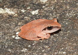 Image of Pseudophilautus amboli (Biju & Bossuyt 2009)