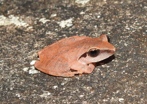 Image of Pseudophilautus amboli (Biju & Bossuyt 2009)