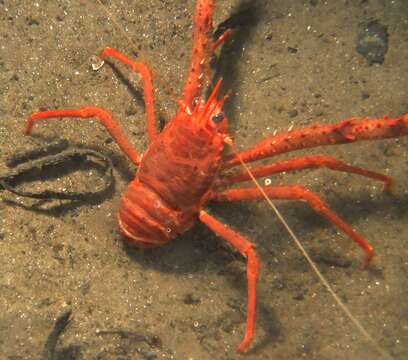 Image of rugose squat lobster