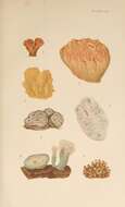 Image of Aplidium albicans (Milne Edwards 1841)
