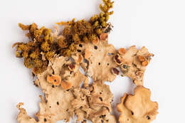 Image of spotted felt lichen