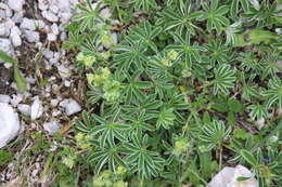 Image of lady's mantle